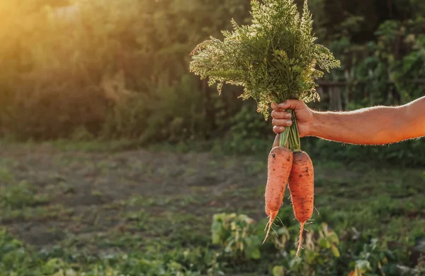 Fresh large carrots with tops in a man's hand copy space. Harvesting carrots.