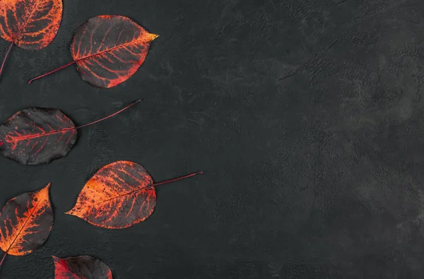Яркие Черно Оранжевые Красные Листья Черном Плоском Фоне Рамка Осенью — стоковое фото