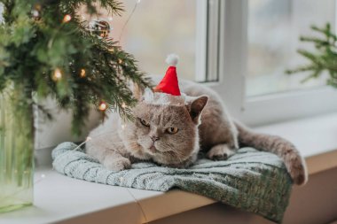 Noel Baba şapkalı gri bir İskoç kedisi Noel ağacının dalının yanındaki pencerenin kenarındaki örgü bir paspasın üzerinde oturur..