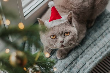 Noel Baba şapkalı gri bir İskoç kedisi Noel ağacının dalının yanındaki pencerenin kenarındaki örgü bir paspasın üzerinde oturur..
