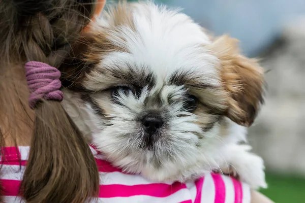 Dark Haired Girl Shit Tsu Puppy Nature Hugs Puppy Close — Stockfoto