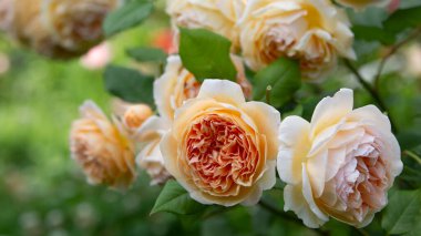 Beyaz bir gülün çiçekleri. Bahçede büyüyor. Yakın plan. Arkaplan.