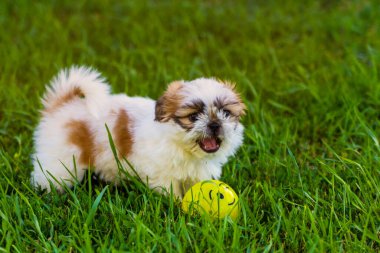 Yeşil çimlerde oynayan sevimli köpek yavrusu. bej-kahverengi renk. yakın plan.