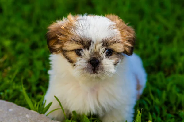 外の緑の芝生で遊んでる可愛い子犬 ベージュ — ストック写真