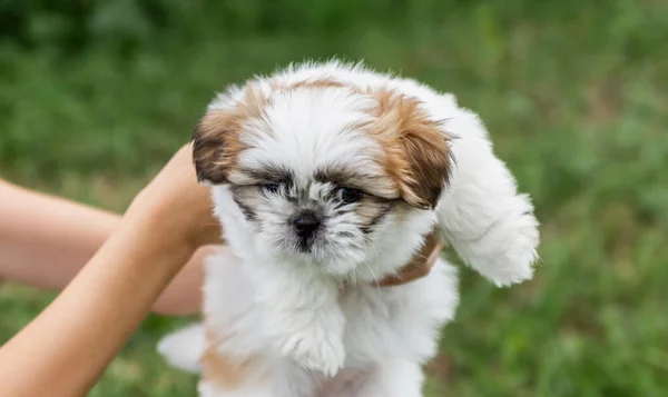 Lindo Cachorro Shitsu Jugando Hierba Verde Aire Libre Color Beige — Foto de Stock