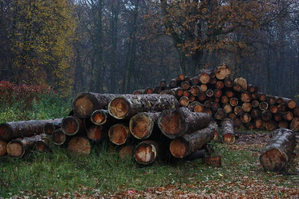 Rozřezané Kmeny Stromů Pily Leželi Jeden Druhém Podzim — Stock fotografie