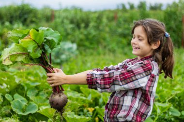Ekose gömlekli komik, koyu renk saçlı bir kız bahçede gülüyor ve hasat yapıyor. Yaz. Ağustos. Yakın plan..
