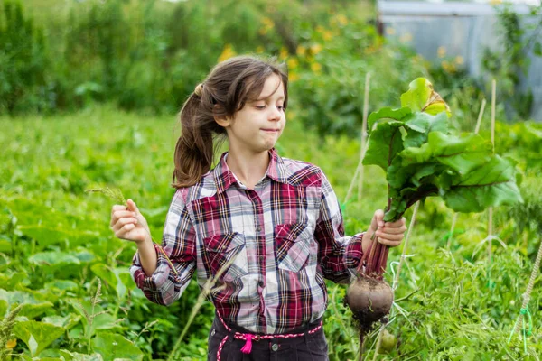 Ekose gömlekli komik, koyu renk saçlı bir kız bahçede gülüyor ve hasat yapıyor. Yaz. Ağustos. Yakın plan..