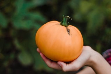 Domatesler dallarda şarkı söylüyor. Elleri domates tutuyor. Yakın plan. Sera. Yaz. Bahçe