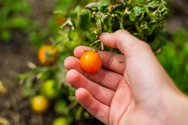 Tomaten Kirschblüten Strauch Zweig Gesang Tomatenkrankheiten Lupe Vitamine Ernte Gartenarbeit — Stockfoto