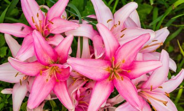 Güzel çiçek açan zambak çiçekleri. Yakın plan, çiçekli arka plan. Yazı için yer