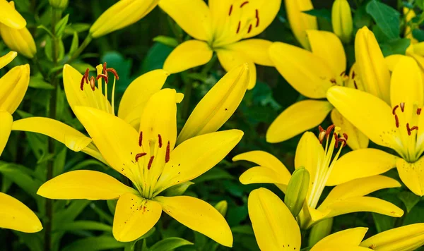 Güzel çiçek açan zambak çiçekleri. Yakın plan, çiçekli arka plan. Yazı için yer