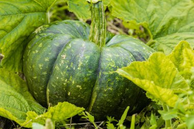 Olgun balkabağı yeşil çimlerin üzerinde uzanıyor. Yakın plan. Arkaplan.