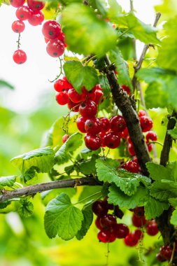 Yeşil bir dalda olgun kırmızı frenk üzümü. Yakın plan..