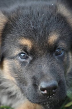 KÜÇÜK ALMANI SHEPHERD KÜÇÜK