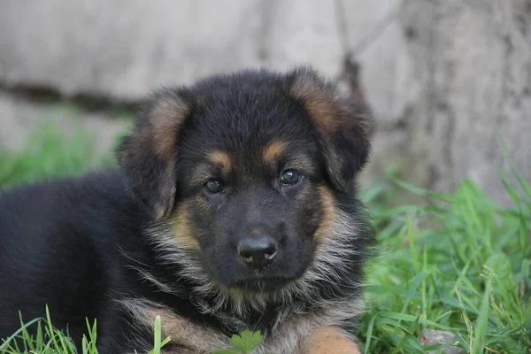 Small German Shepherd Puppy — Stock Photo, Image