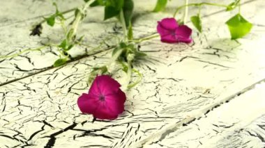 Birçok farklı renkte kır çiçeklerinden oluşan buket, kırık ahşap desenli beyaz masanın üzerine konur. Sonbahar hikayesi. Yakın plan..