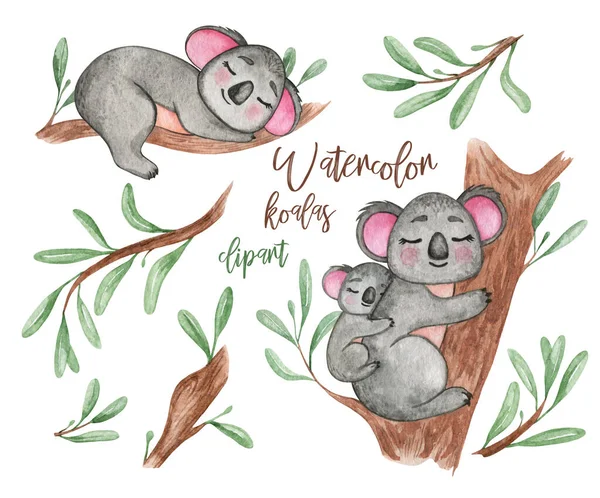 Koala Clipart Aquarela Austrália Pequenos Animais Bonitos Urso Coala Galho — Fotografia de Stock