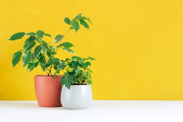 Two green potted plants stand on a white table against a yellow wall front view