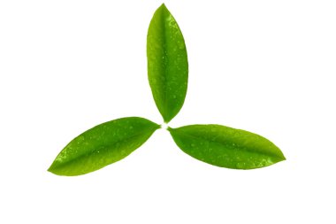 Kurumuş yapraklarla yaprakları karşılaştıran beyaz bir zemine yerleştirilmiş 3 sivri yaprak..