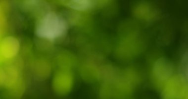 Bahar bokeh doğası soyut arkaplan. Yeşil yapraklar bulanık, ilkbaharda veya yaz mevsiminde güzel, ağaçtan bulanıklaşacak yaprakların odak noktasını seçen yeşil bokehlerdir..