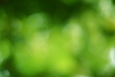 Ağaçtaki yeşil yapraklardan Bokeh arkaplanı ve yeşil bokeh ve güzel açık yeşil beyaz bu resim yaz mevsiminde çekildi. Film sıcak mevsimi aktarıyor..