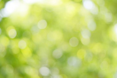 Bahar bokeh doğası soyut arkaplan. Yeşil yapraklar bulanık, ilkbaharda veya yaz mevsiminde güzel, ağaçtan bulanıklaşacak yaprakların odak noktasını seçen yeşil bokehlerdir..