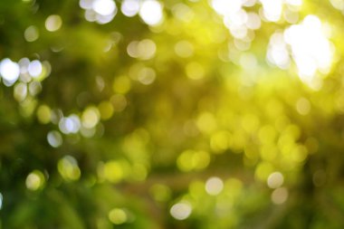 Güneşten gelen ışık yeşil Bokeh 'e çarpıyor. Bokeh bulanıklığının gündüz vakti güzel bir doğal yeşillik parıltısına neden oluyor.