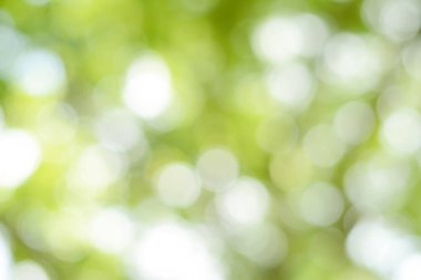Bahar bokeh doğası soyut arkaplan. Yeşil yapraklar bulanık, ilkbaharda veya yaz mevsiminde güzel, ağaçtan bulanıklaşacak yaprakların odak noktasını seçen yeşil bokehlerdir..