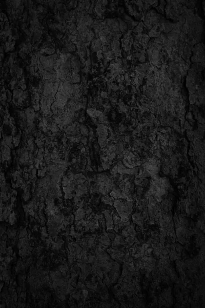 黒い木の樹皮の背景自然の美しい古い木の樹皮のテクスチャ夏の間に美しい樹皮を持つ木の年齢によると — ストック写真