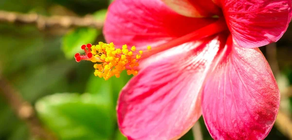 Hibiscus Roodachtig Roze Mooi Natuurlijk Focus Pollen Wazig Achtergrond Als Stockafbeelding