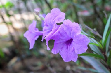 Ruellia Simplex, Meksika petunyası, Meksika BlueBell 'i ya da Britton' un vahşi petunyası, çiçek açan bitki. Çiçek duvar kağıdı. Seçici odaklanma. Mor çiçekli yakın plan. Güzel bokeh