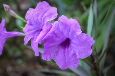 Ruellia Simplex, Meksika petunyası, Meksika BlueBell 'i ya da Britton' un vahşi petunyası, çiçek açan bitki. Çiçek duvar kağıdı. Seçici odaklanma. Mor çiçekli yakın plan. Güzel bokeh