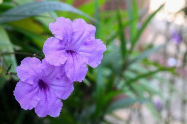 Ruellia Simplex, Meksika petunyası, Meksika BlueBell 'i ya da Britton' un vahşi petunyası, çiçek açan bitki. Çiçek duvar kağıdı. Seçici odaklanma. Mor çiçekli yakın plan. Güzel bokeh
