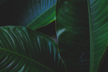 Tropik yapraklar, büyük yapraklar, soyut yeşil doku, güzel doğal arka plan..