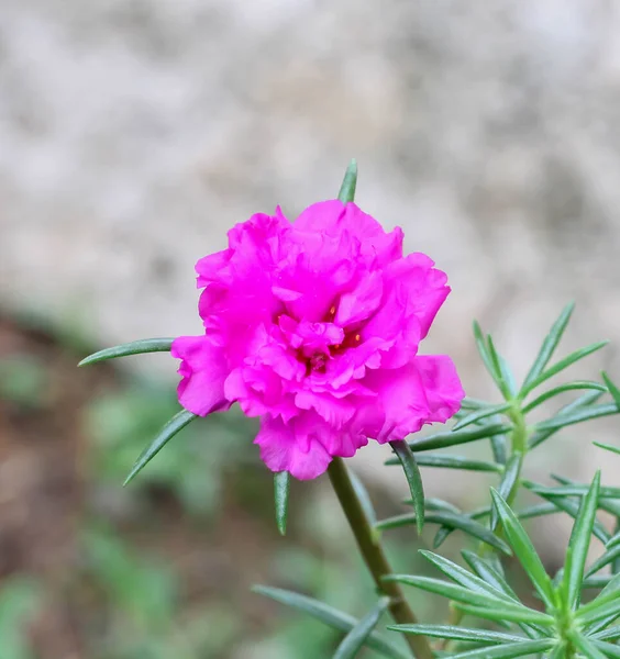 Red Root Pigweed Images Libres De Droit Photos De Red Root Pigweed Depositphotos Red Root Pigweed Images Libres De Droit Photos De Red Root Pigweed Depositphotos