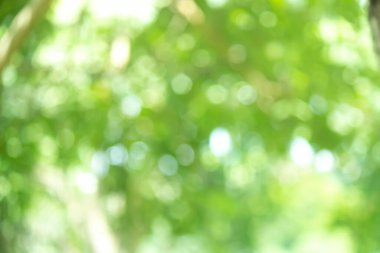 Taze yeşil bokeh parlak yeşil arka plan, ağaçların günü boyunca ışıl ışıl parlıyordu. Bir sürü güzel yaprak.