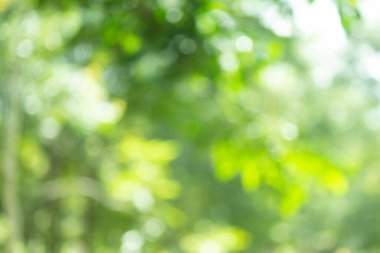 Yeşil bokeh parlak bulanık yeşil arka plan ağaçların gündüz vakti çok güzel doğal bir parıltıdır. Bir sürü güzel yaprak.