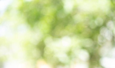 Yeşil bokeh parlak bulanık yeşil arka plan ağaçların gündüz vakti çok güzel doğal bir parıltıdır. Bir sürü güzel yaprak.
