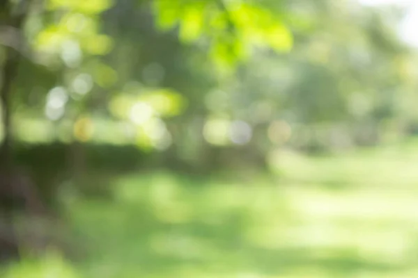 Natuurlijke Groene Boom Bokeh Wazig Gazon Bomen Groene Achtergrond Met Stockfoto