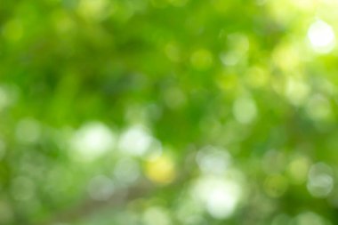 Yeşil bokeh parlak bulanık yeşil arka plan ağaçların gündüz vakti çok güzel doğal bir parıltıdır. Bir sürü güzel yaprak.