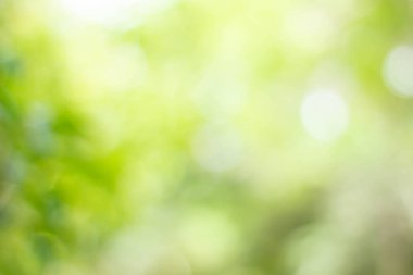 Yeşil bokeh parlak bulanık yeşil arka plan ağaçların gündüz vakti çok güzel doğal bir parıltıdır. Bir sürü güzel yaprak.