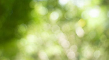 Yeşil bokeh parlak bulanık yeşil arka plan ağaçların gündüz vakti çok güzel doğal bir parıltıdır. Bir sürü güzel yaprak.