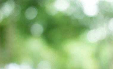 Yeşil bokeh parlak bulanık yeşil arka plan ağaçların gündüz vakti çok güzel doğal bir parıltıdır. Bir sürü güzel yaprak.