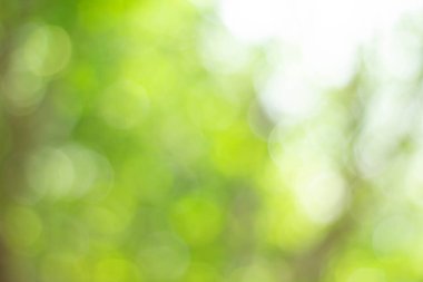 Yeşil bokeh parlak bulanık yeşil arka plan ağaçların gündüz vakti çok güzel doğal bir parıltıdır. Bir sürü güzel yaprak.