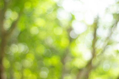 Yeşil bokeh parlak bulanık yeşil arka plan ağaçların gündüz vakti çok güzel doğal bir parıltıdır. Bir sürü güzel yaprak.