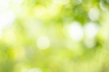 Yeşil bokeh parlak bulanık yeşil arka plan ağaçların gündüz vakti çok güzel doğal bir parıltıdır. Bir sürü güzel yaprak.