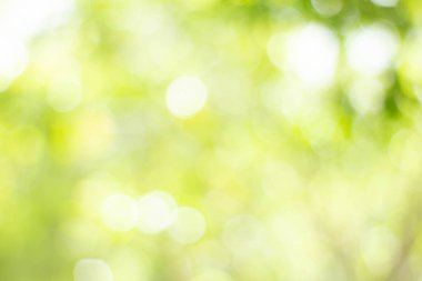 Yeşil bokeh parlak bulanık yeşil arka plan ağaçların gündüz vakti çok güzel doğal bir parıltıdır. Bir sürü güzel yaprak.