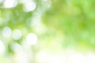 Yeşil bokeh parlak bulanık yeşil arka plan ağaçların gündüz vakti çok güzel doğal bir parıltıdır. Bir sürü güzel yaprak.