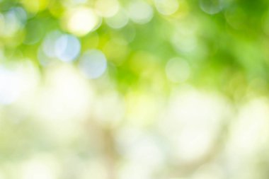 Yeşil bokeh parlak bulanık yeşil arka plan ağaçların gündüz vakti çok güzel doğal bir parıltıdır. Bir sürü güzel yaprak.
